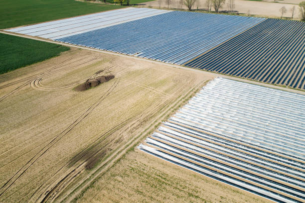 asparagus harvest1302802464